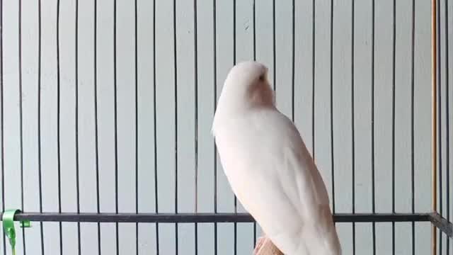 فیلم مستند صدای قناری سفید  ماده