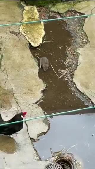   نتیجه تلخ حمله غافلگیرکننده موش به خروس!