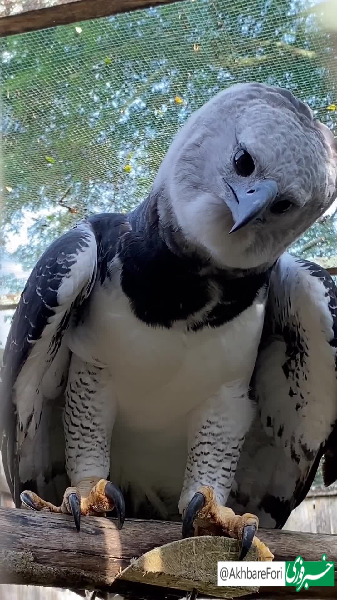   عقاب هارپی، ترسناک‌ترین شکارچی آسمان