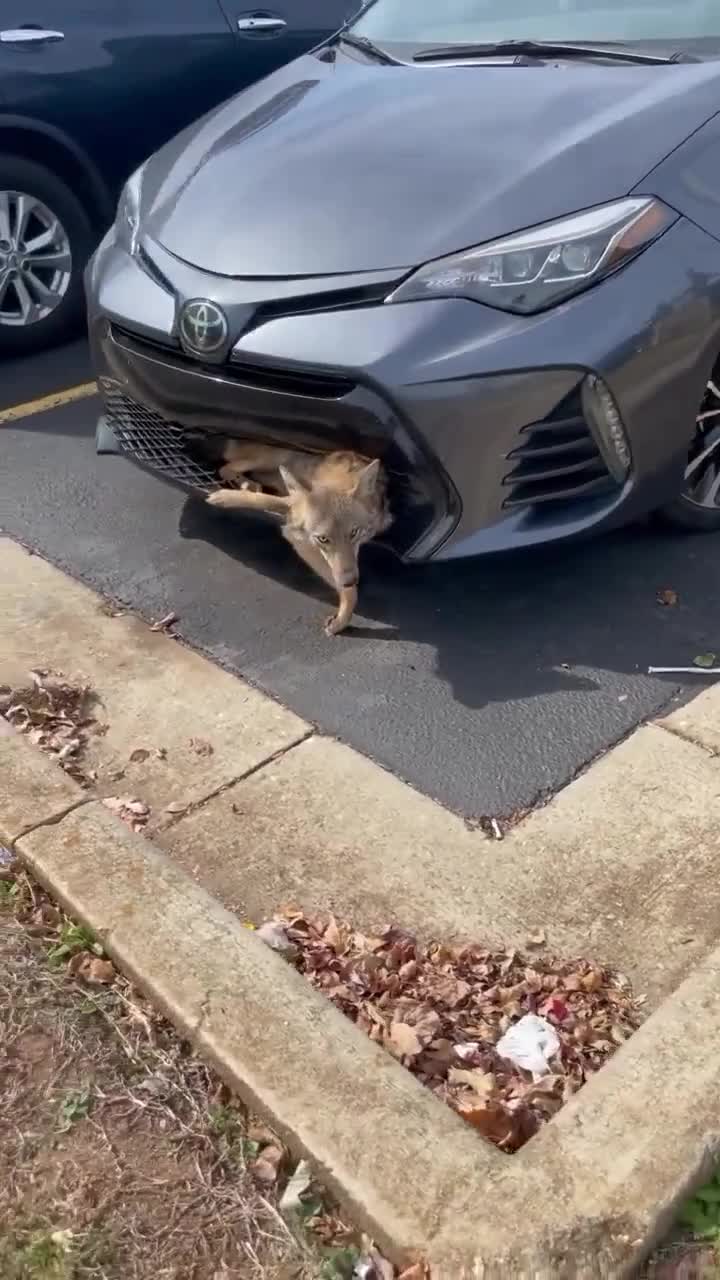   تصادف تلخ گرگ با خودروی سواری