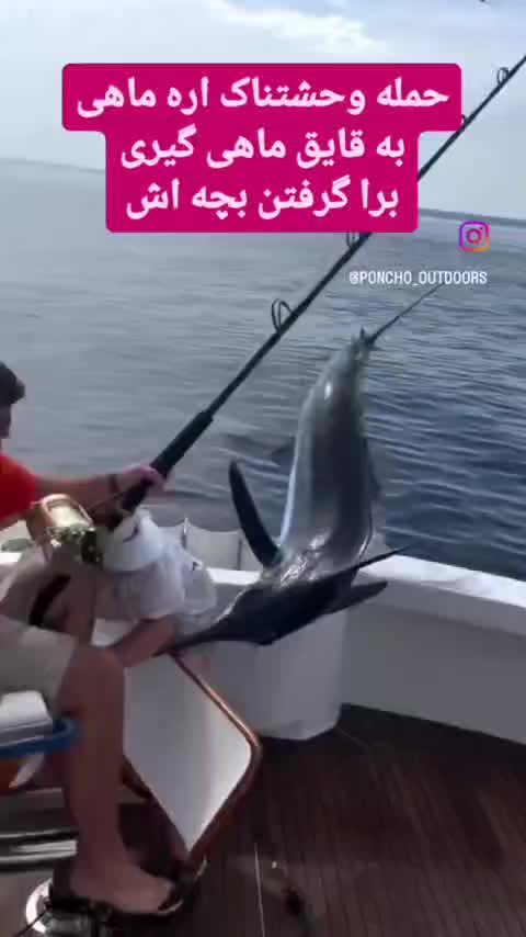   حمله وحشتناک اره ماهی به قایق ماهی‌گیران برای گرفتن فرزندش!