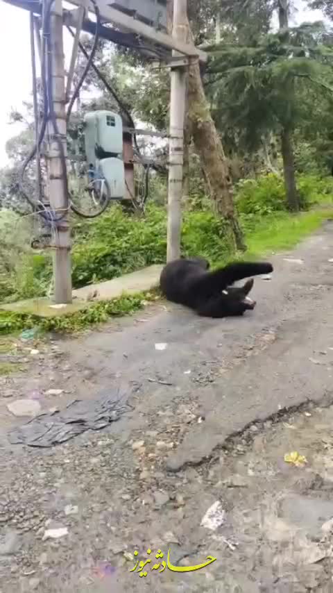   تصاویر دلخراش از خشک شدن خرس در اثر تماس با برق