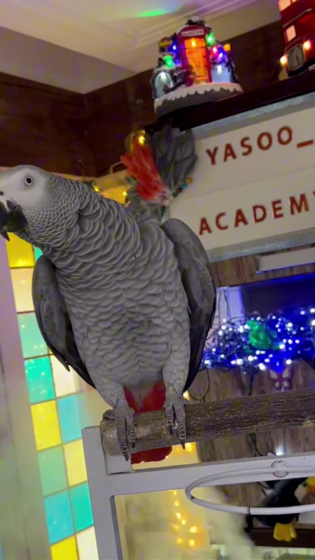   واکنش بامزه یک کاسکو سخنگو به درخواست زن ایرانی برای ترساندن طرفدارانش!