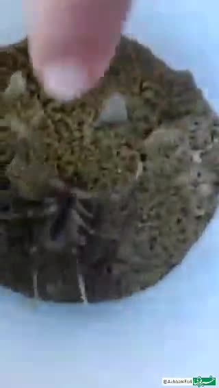   ویدیویی باورنکردنی و عجیب از جیغ زدن عنکبوت!