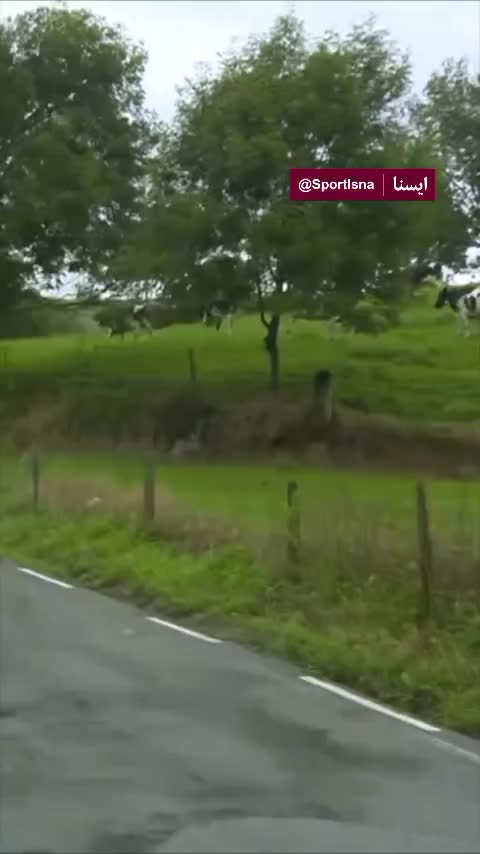   گاوها به یک مسابقه دوچرخه سواری در اسپانیا پیوستند!