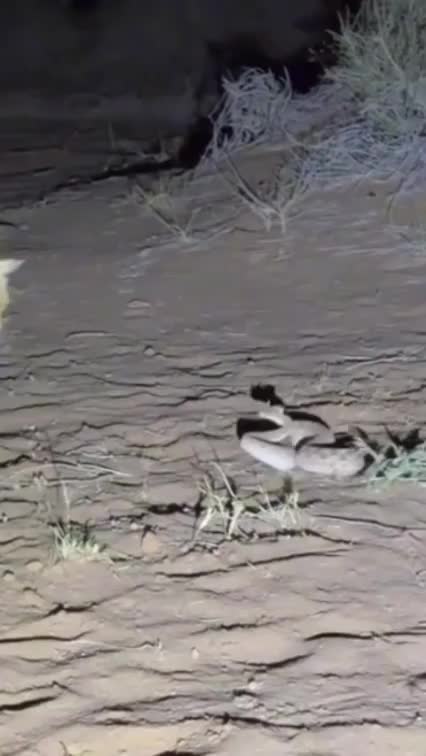   نبرد ترسناک افعی دم عنکبوتی با یک گربه