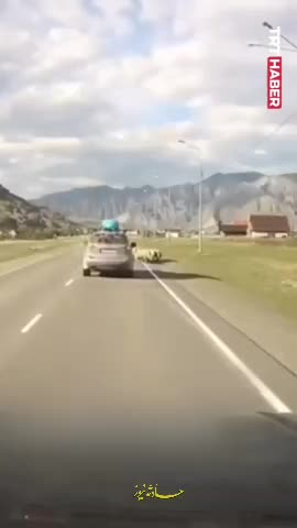   لحظه تلخ زیر گرفتن گله گوسفندان توسط راننده خودروی سواری در روسیه