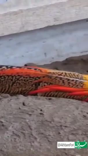   تصاویری جذاب از فرعون پرندگان