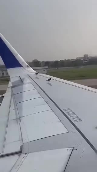   استفاده ابزاری دو پرنده از هواپیما برای رسیدن به مقصد!