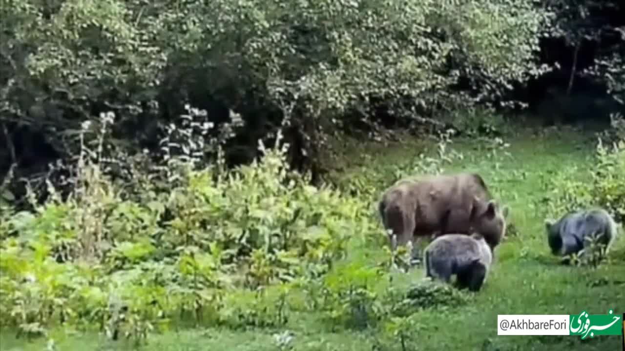   تابستان‌گردی خرس مادر با توله‌هایش در طبیعت رامسر