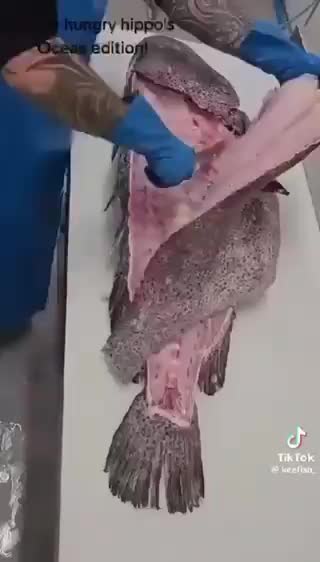   لحظه باورنکردنی بیرون آوردن ۱۴ ماهی از شکم ماهی هامور!