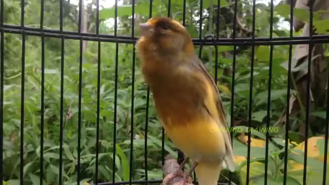 فیلم مستند یک ساعت اواز اموزشی قناری ماده خوشگل در طبیعت