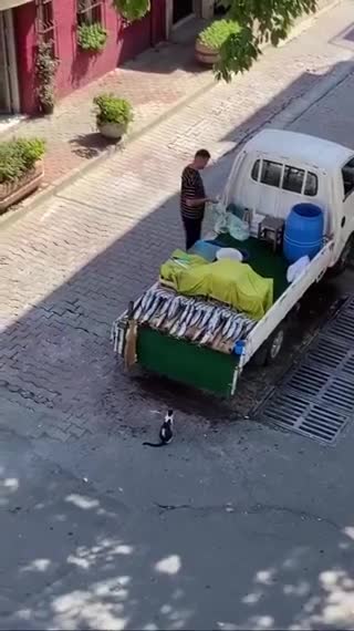   لحظه سرقت ماهی از یک ماهی‌فروش سیار توسط یک گربه با همکاری حرفه‌ای هم‌نوعش!