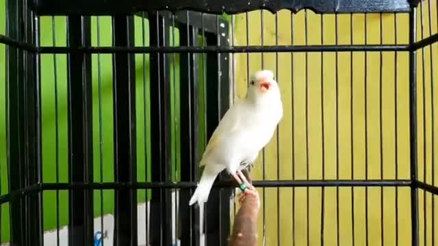 فیلم مستند صدای قناری سفید ماده مست برای تحریک قناری نر