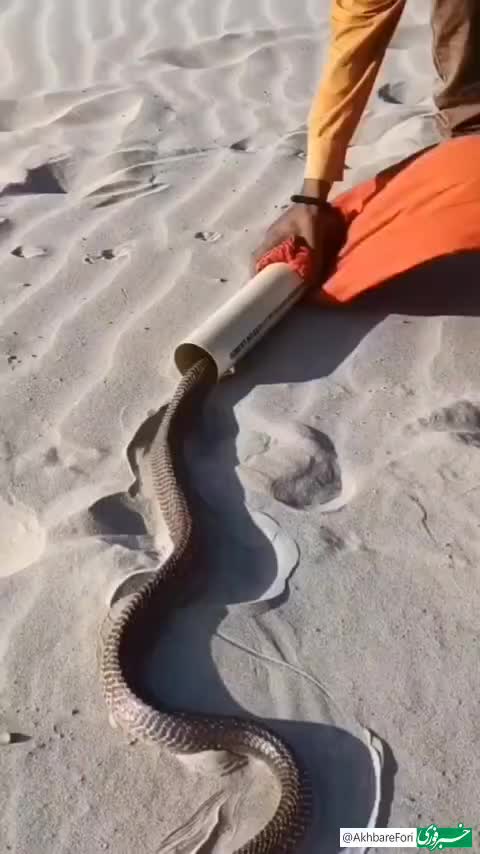   به دام انداختن مار کبری با یک روش ساده!