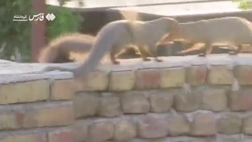   گشت‌گذار راسوها روی دیوار در سرپل‌ذهاب