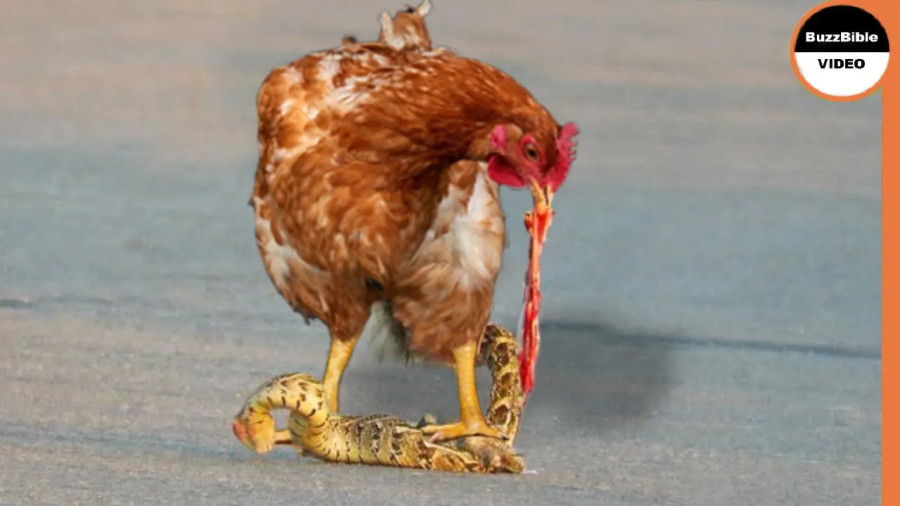 مستند جدید حیوانات: مرغ در مقابل مار!