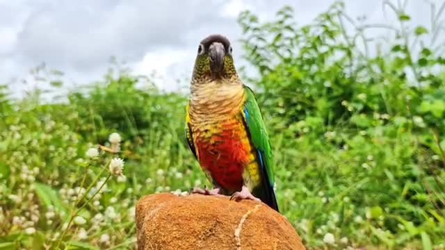 فیلم مستند صدای طوطی برزیلی ماده برای تحریک نر در طبیعت
