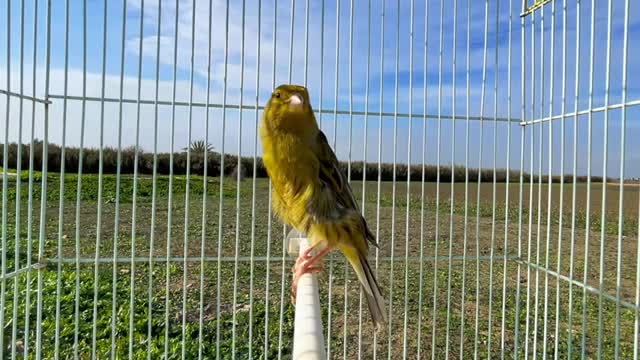 صدای قناری ماده مست در طبیعت