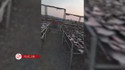   توقیف محموله باله کوسه به وزن  ۱.۳ دهم تن توسط پلیس پرو