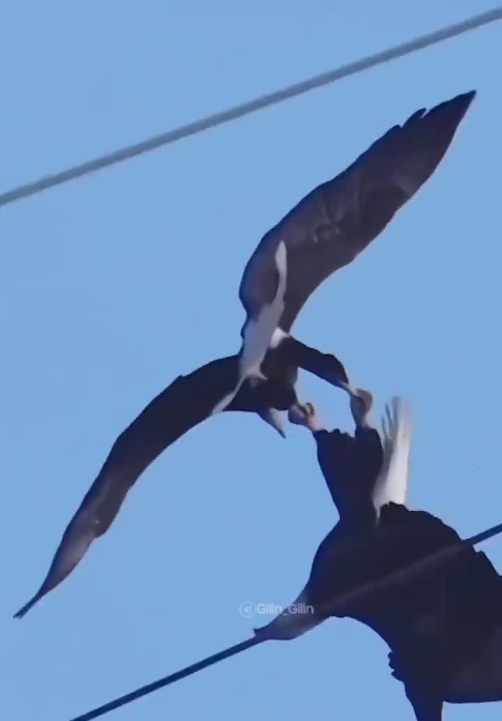   سقوط عاشقانه دو عقاب تیز چنگال در آسمان!