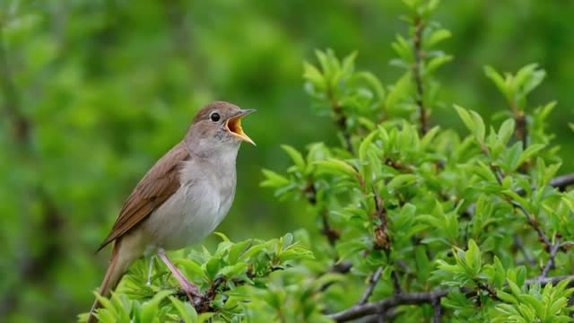 2 ساعت و نیم صدای بلبل مست ماده