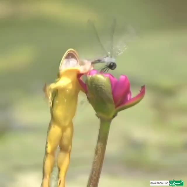   لحظه شکار سنجاقک توسط قورباغه