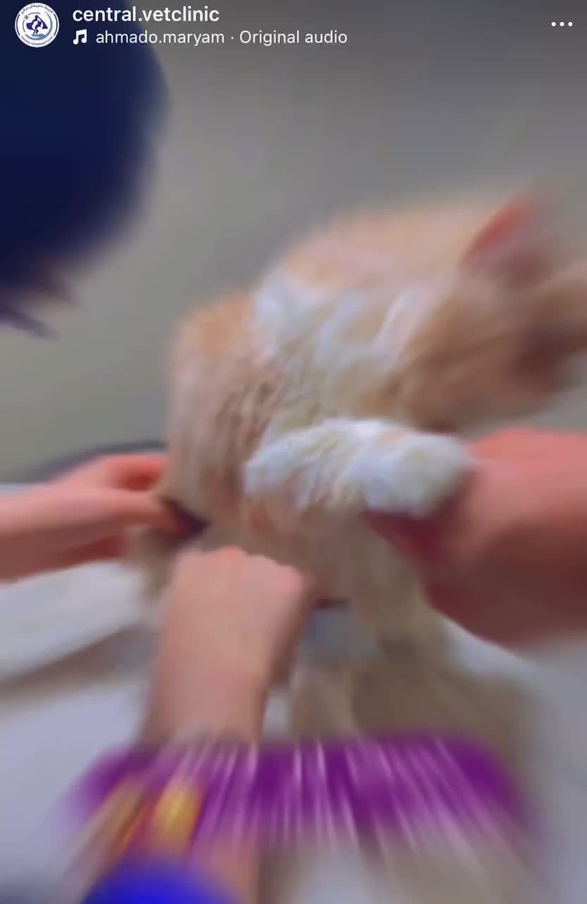 دامپزشکی مرکزی قم. بریم مدرسه