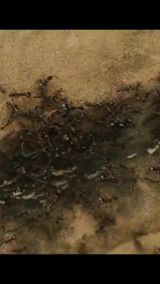   تصاویر شوکه‌کننده از شکست یک مار بزرگ مقابل حمله گروهی مورچه‌ها