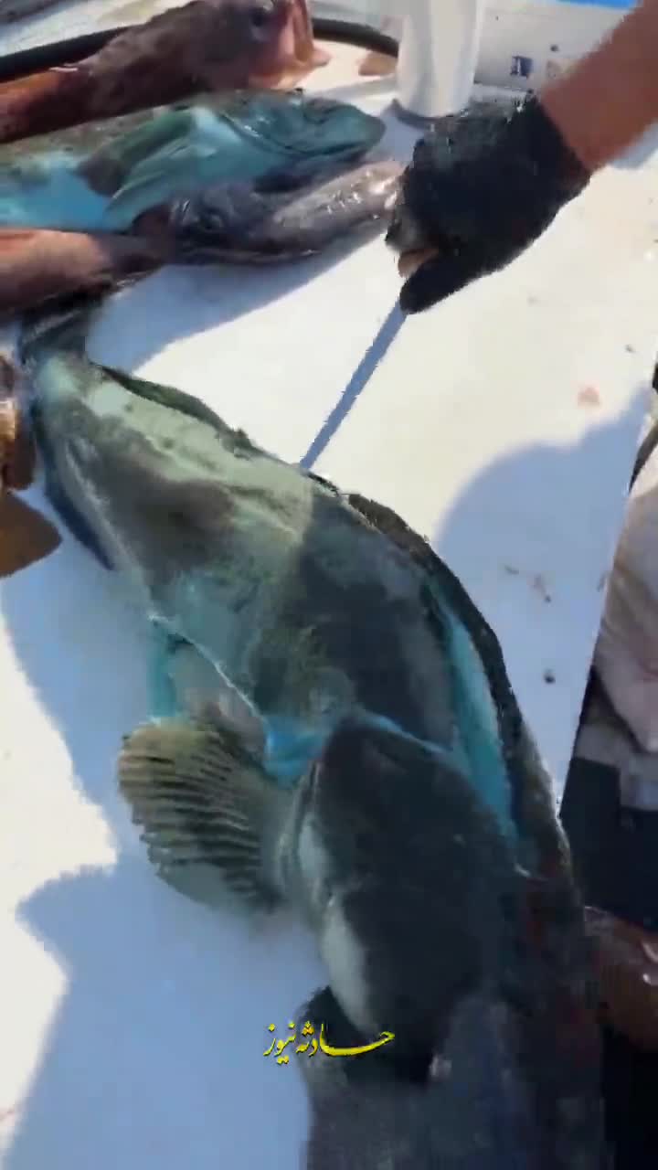   عجیب‌ترین و خوش‌رنگ‌ترین ماهی دنیا!