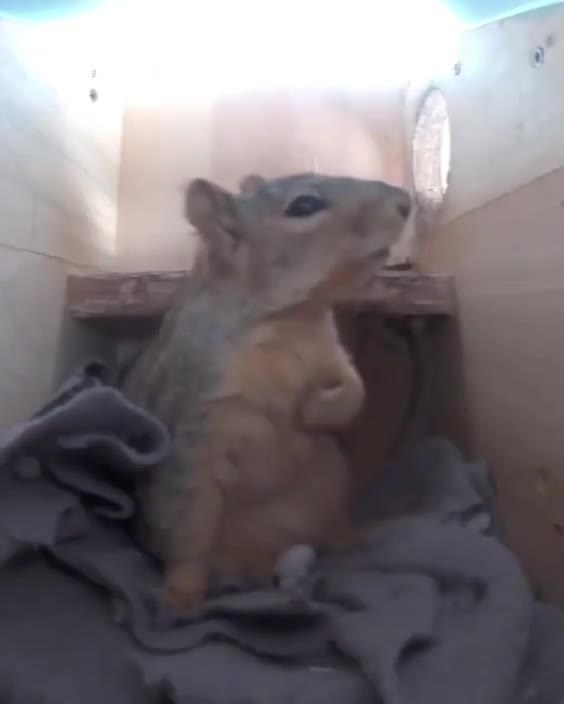   لحظه وحشت و از خواب پریدن یک سنجاب از ترس رعد و برق