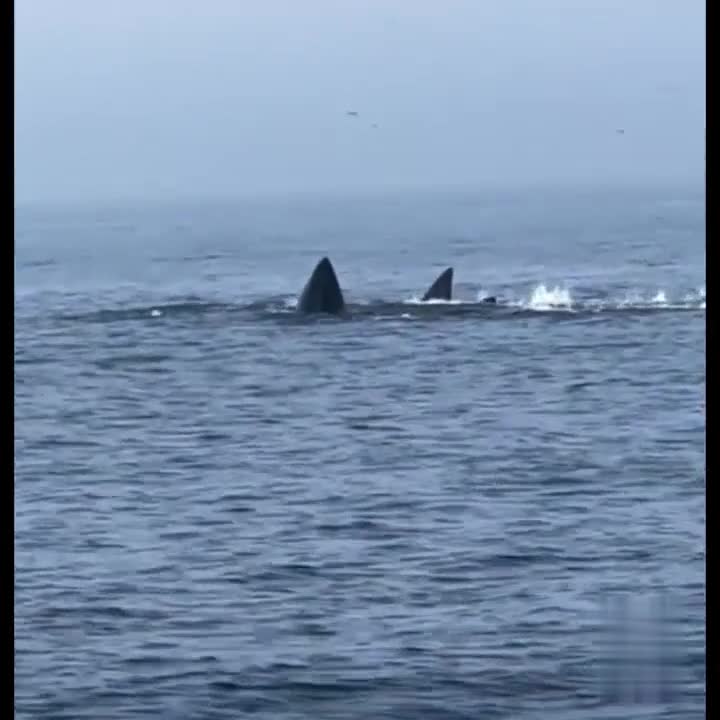   دیده شدن دو نهنگ در اطراف سواحل کیش