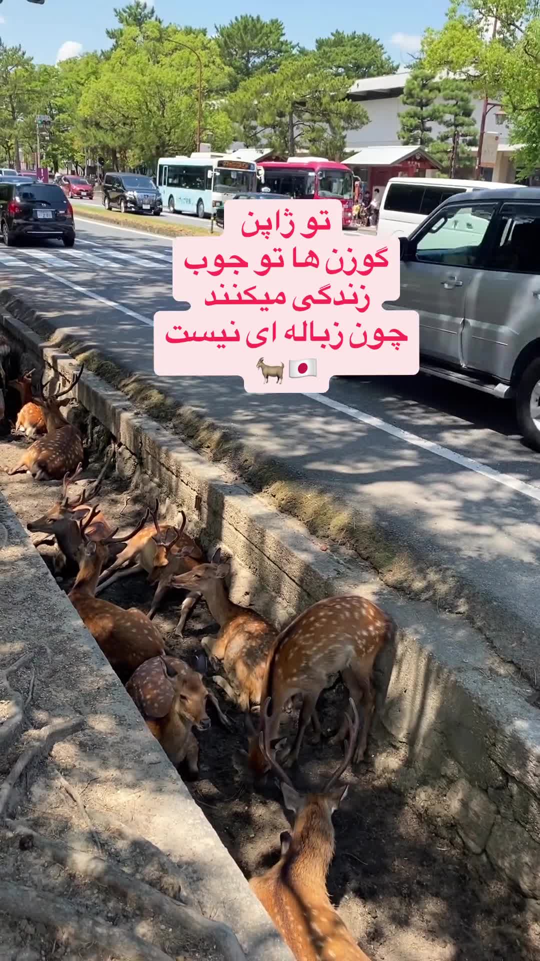   زندگی عجیب گوزن‌ها در جوی‌های آب‌ ژاپن