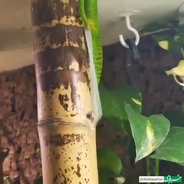   کلیپ پربازدید از پوست‌اندازی مارمولک از نمای نزدیک