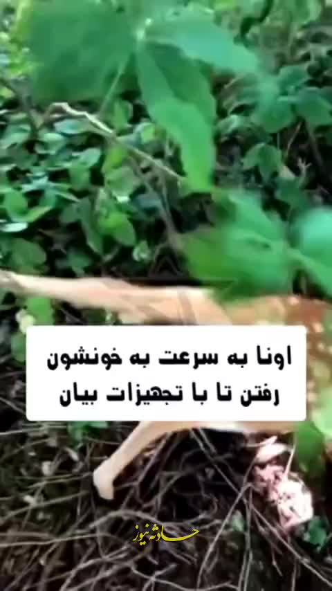   کمک خواستن گوزن از انسان‌ها برای نجات فرزندش!