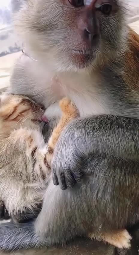   صحنه عجیب از شیر دادن یک میمون به بچه گربه!