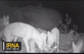   تصاویر ضبط شده از گله گرگ‌ها در حال تغذیه از لاشه یک اسب در ارتفاعات جنگلی استان ایلام
