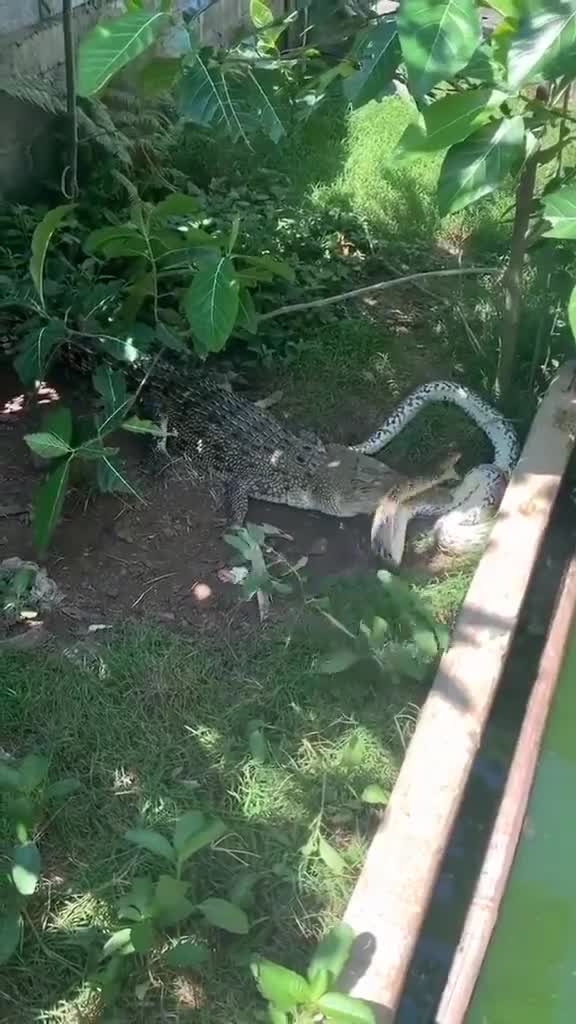   درگیری خونین یک مار و تمساح