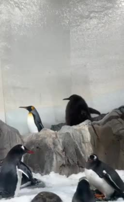   این جوجه پنگوئن پادشاه شبکه‌های اجتماعی شد؛ اما چرا؟