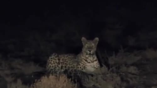    مشاهده پلنگ ایرانی در عباس‌آباد اصفهان