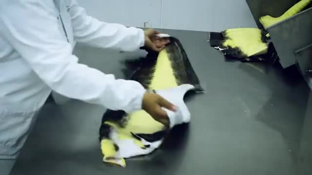   چگونه چینی‌ها تمساح را برای گوشت و پوست‌شان پرورش می‌دهند؟