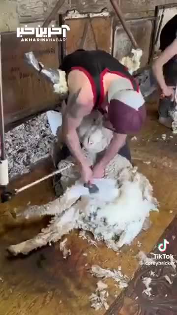   ویدیو جالب از چیدن پشم گوسفندان در آمریکا