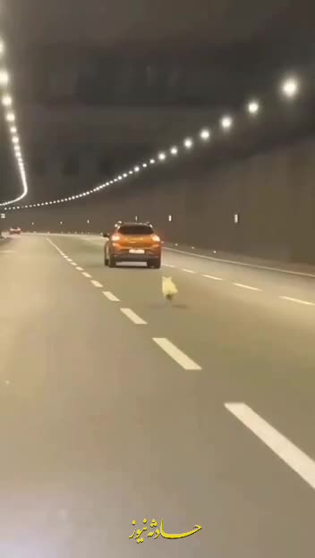   تلاش غم‌انگیز یک سگ برای رسیدن به صاحبش بعد از رها شدن داخل تونل!