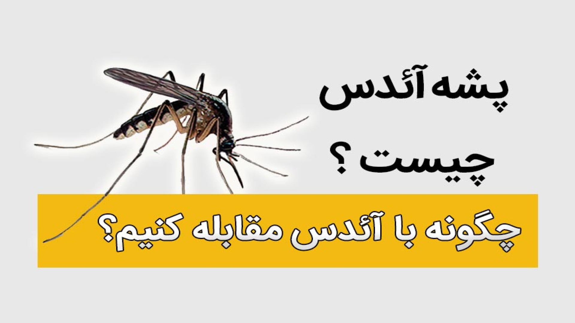 همه چیز درباره پشه آئدس و تب دنگی
