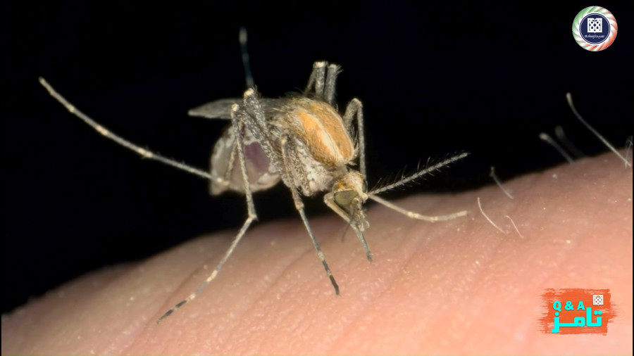 قسمت اول : گزش پشه آئدس و نحوه سرایت و علائم تب دنگی از فاز اولیه تا حاد