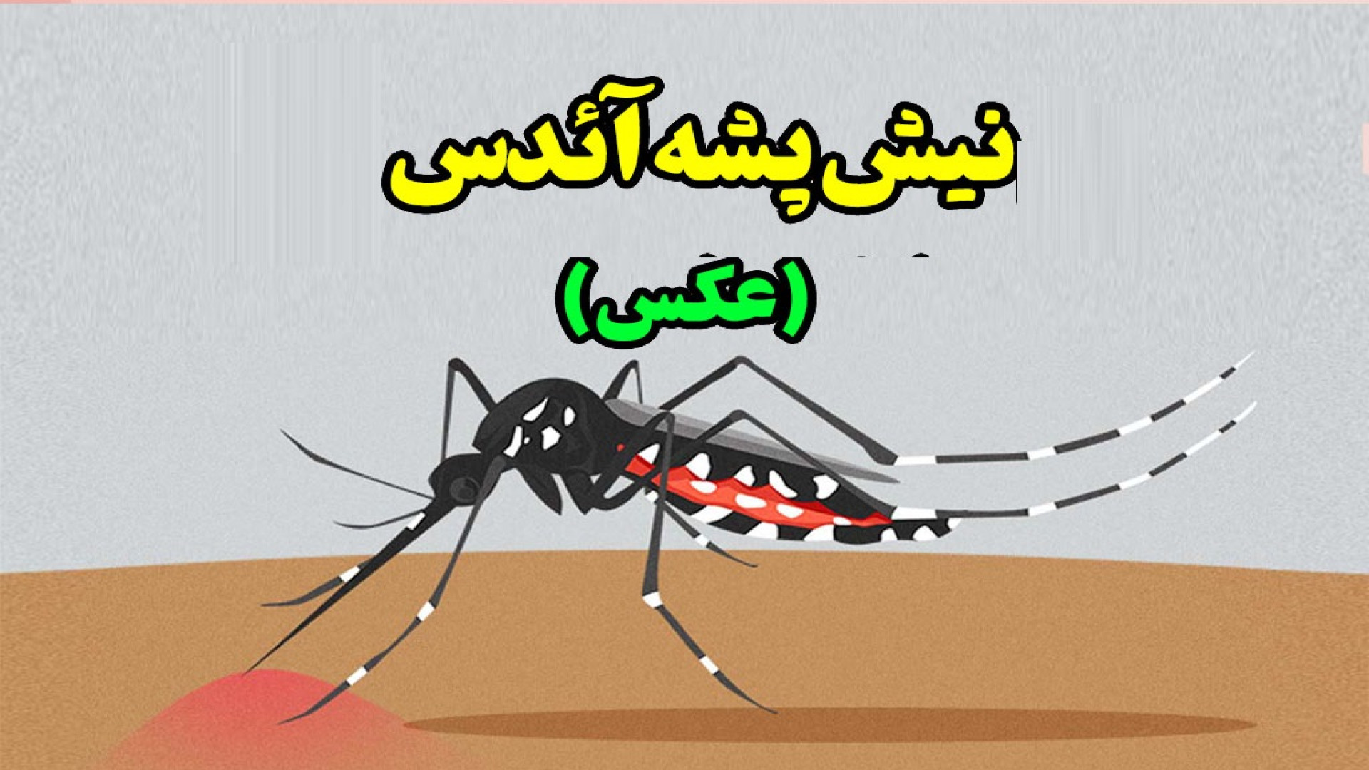 پشه آئدس و تب دنگی