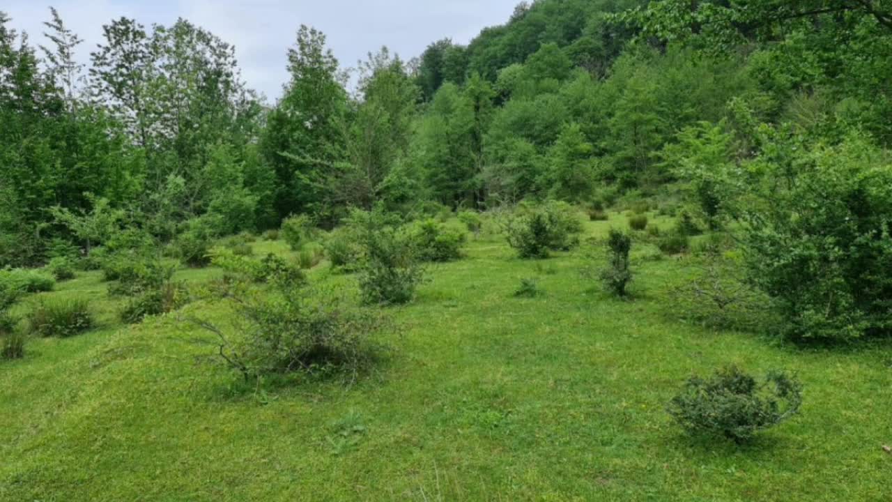 ترانه ی شاهکار از علی میری