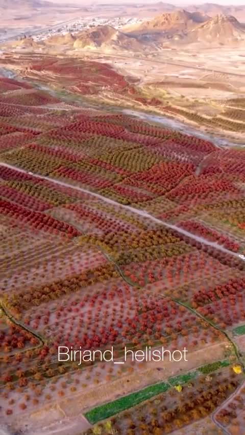   تصاویر جذاب از مزارع زرشک در خراسان جنوبی