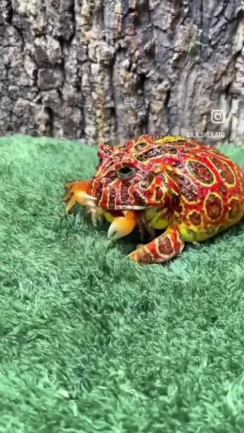   نتیجه دردناک حمله یک قورباغه سمی برای بلعیدن خرچنگ!