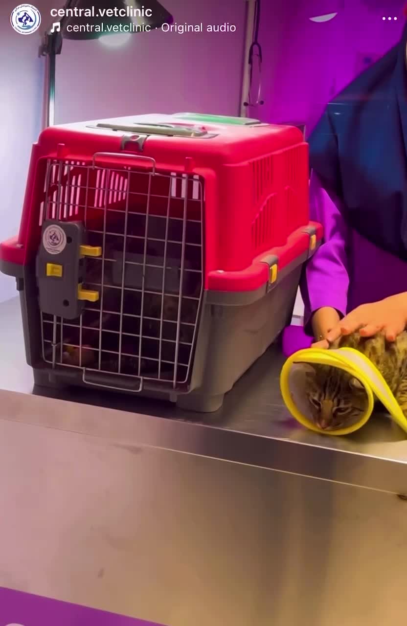 دامپزشکی قم(مرکزی)_ عقیمسازی